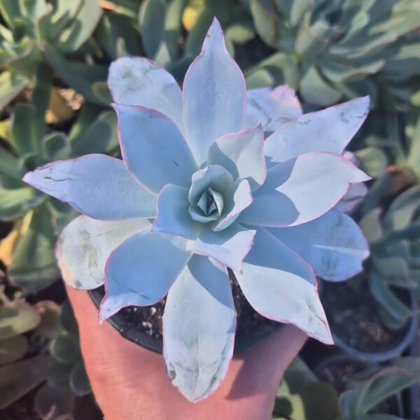 ECHEVERIA CANTE