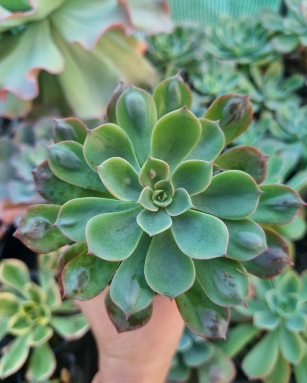 ECHEVERIA RAINDROPS