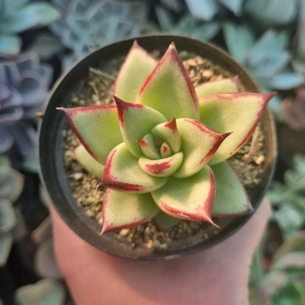 ECHEVERIA AGAVOIDES EBONY