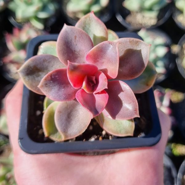 ECHEVERIA RAINBOW