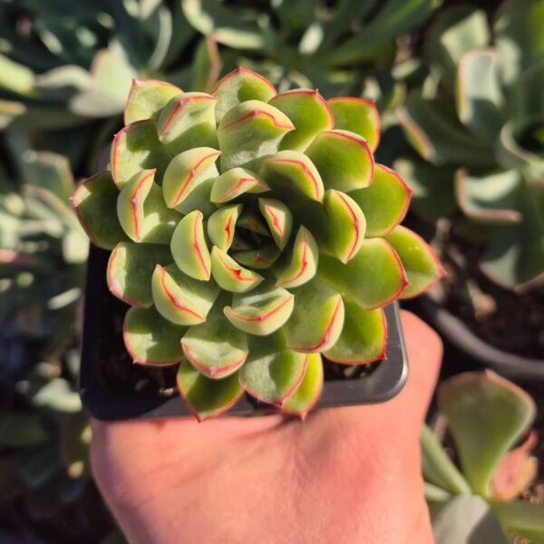 ECHEVERIA PULIDONIS