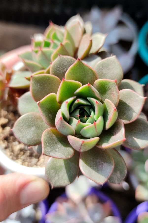 ECHEVERIA DIONYSOS - Imagen 2