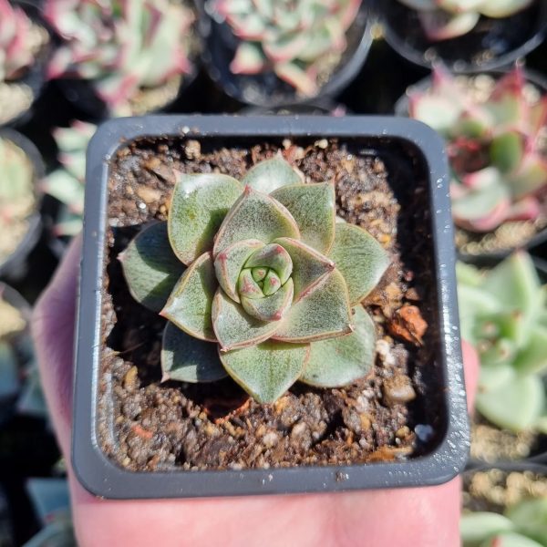 ECHEVERIA DIONYSOS