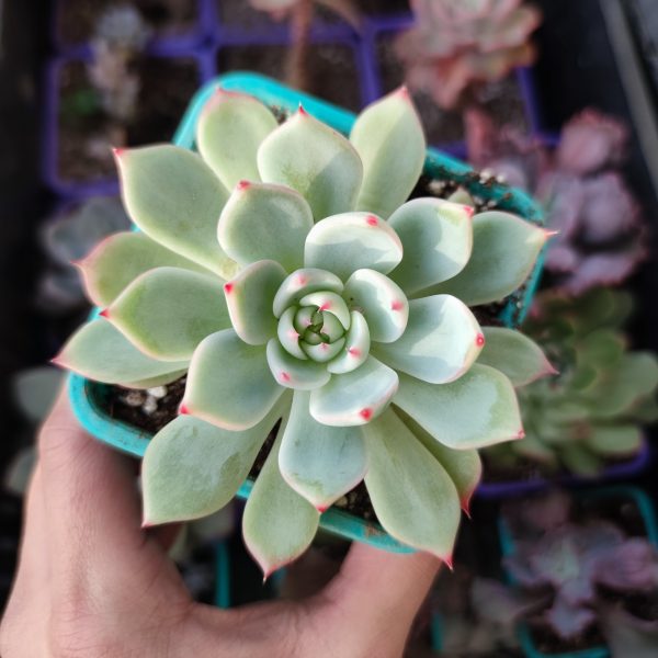 ECHEVERIA CHIHUAHUENSIS MEDIANA