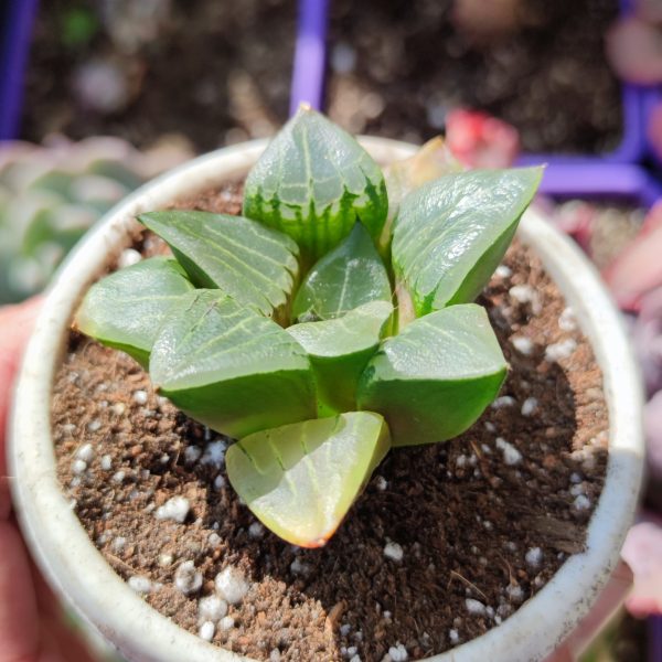 HAWORTHIA COMPTONIANA AKANKO - Imagen 2