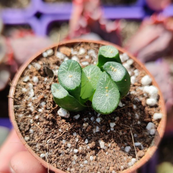 HAWORTHIA MAUGHANII YUZURU - Imagen 2