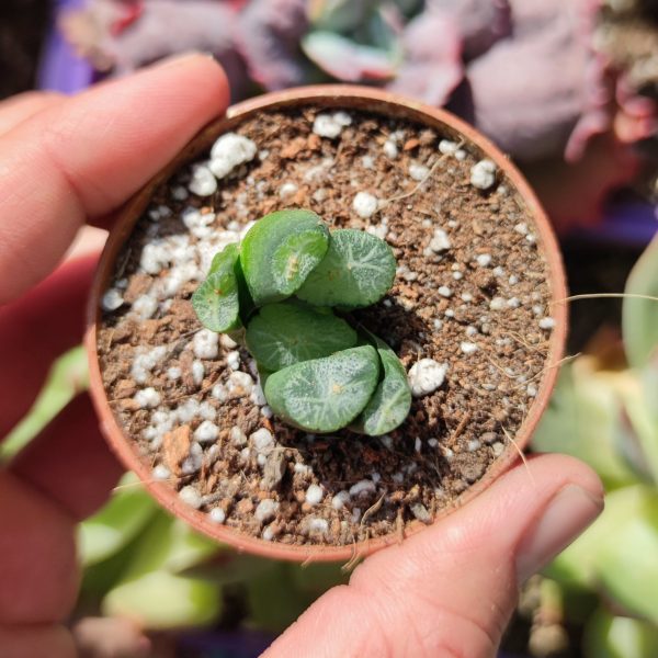HAWORTHIA MAUGHANII YUZURU