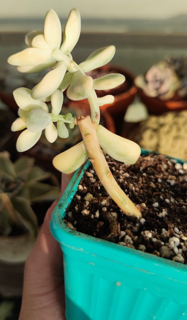 GRAPTOPETALUM VICTOR KANE VARIEGATTA - Imagen 2