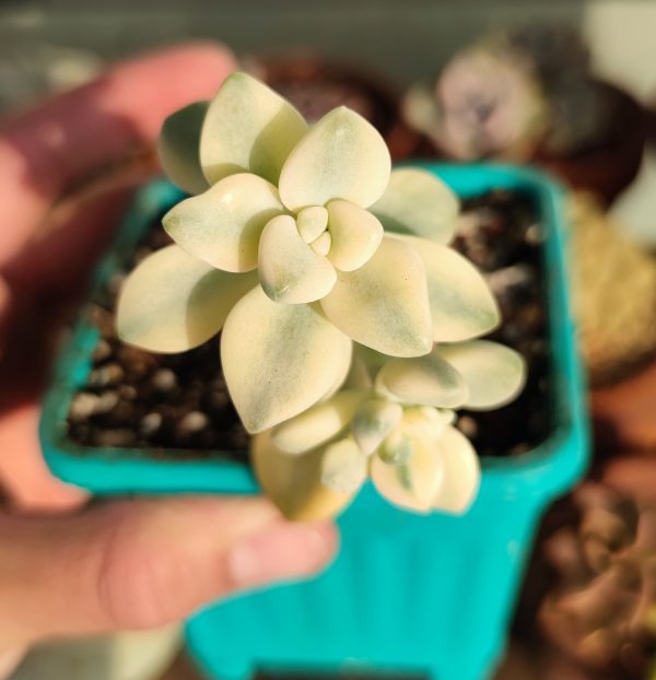 GRAPTOPETALUM VICTOR KANE VARIEGATTA