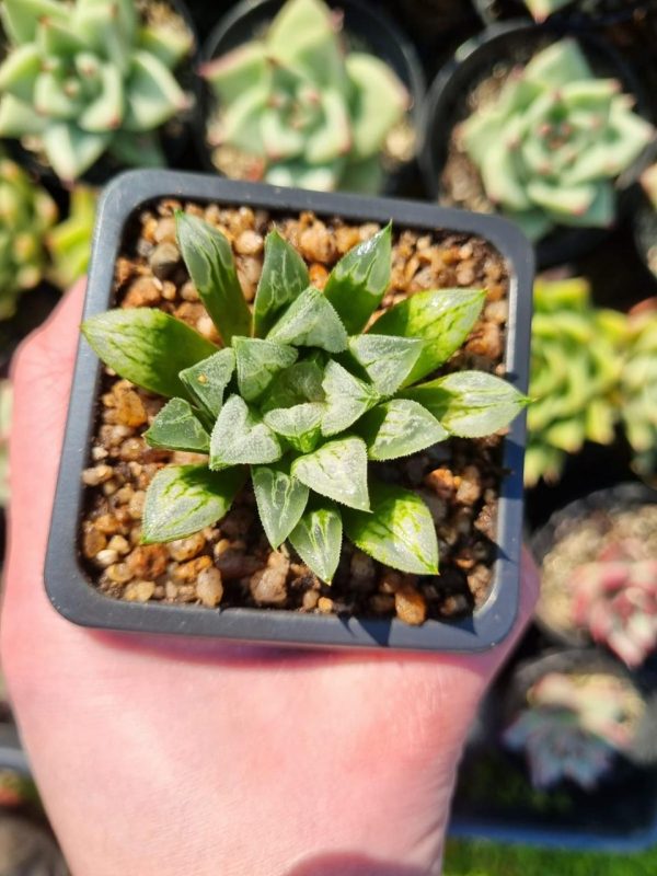 HAWORTHIA LOVE HEART