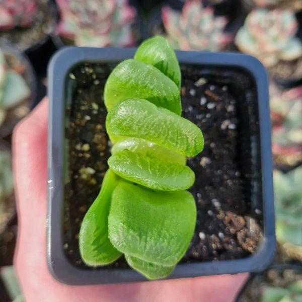 HAWORTHIA TRUNCATA LIME GREEN