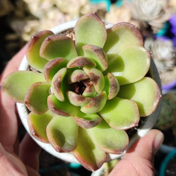 ECHEVERIA PURPLE CRYSTAL