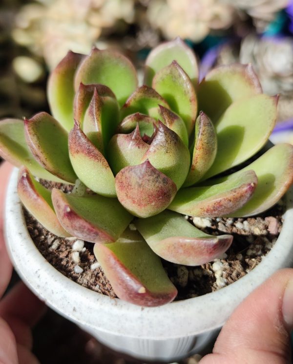ECHEVERIA PURPLE CRYSTAL - Imagen 2