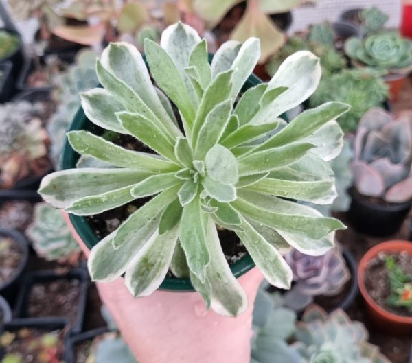 AEONIUM BALLERINA VARIEGADO