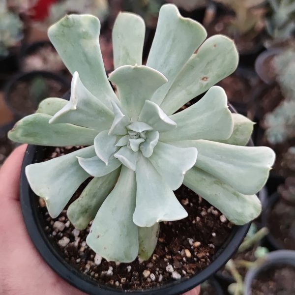 ECHEVERIA RUNYONII TOPSY TURVY