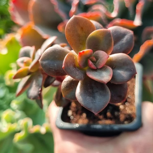 ECHEVERIA CHROMA