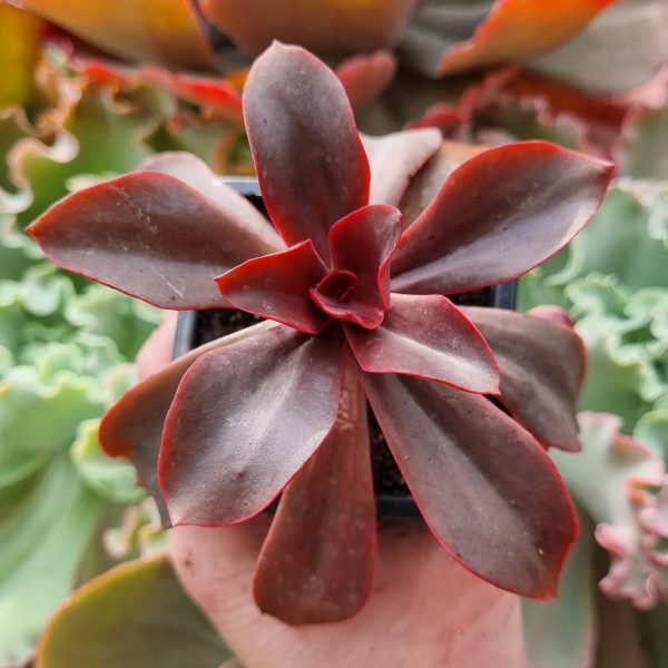 ECHEVERIA LADY BURGUNDY