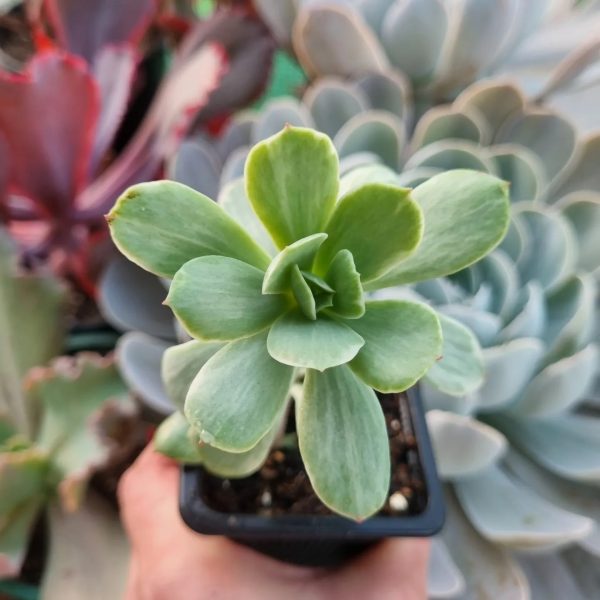 ECHEVERIA MOMOKA