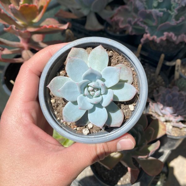 ECHEVERIA BLUE BIRD