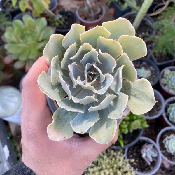 ECHEVERIA CIELO