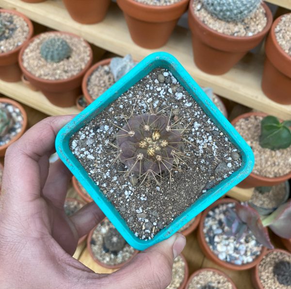 COPIAPOA HASELTONIANA