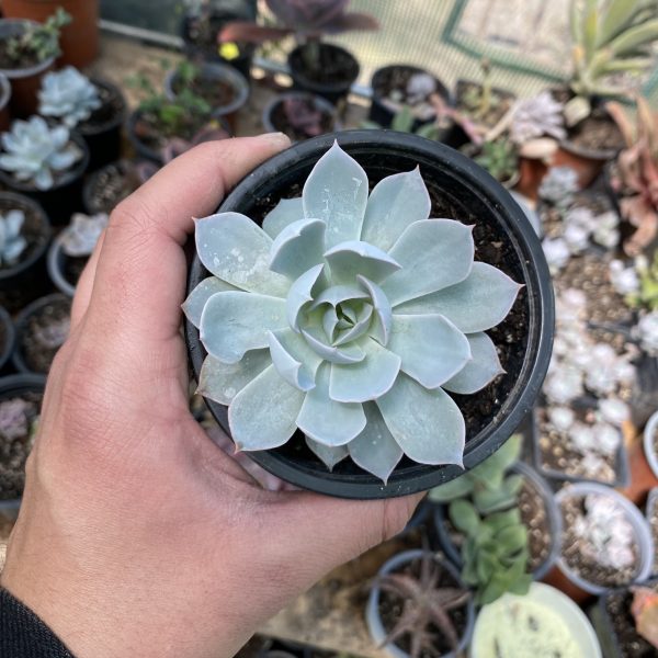 ECHEVERIA SUBSESSILIS