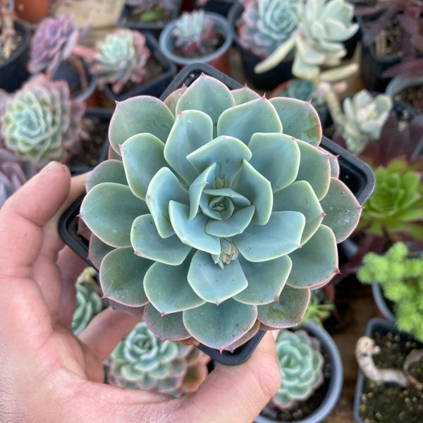 ECHEVERIA SECUNDA
