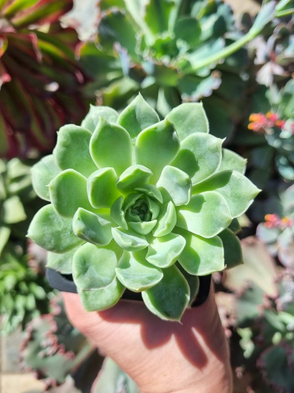 ECHEVERIA ALBIDA
