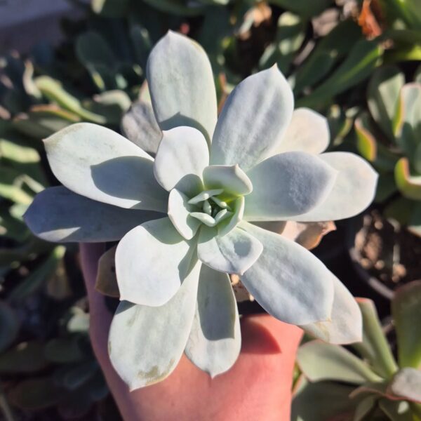 ECHEVERIA CALY ARGENTEA