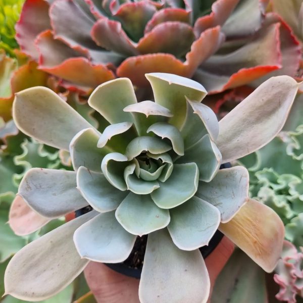 ECHEVERIA DUSTY VIOLET