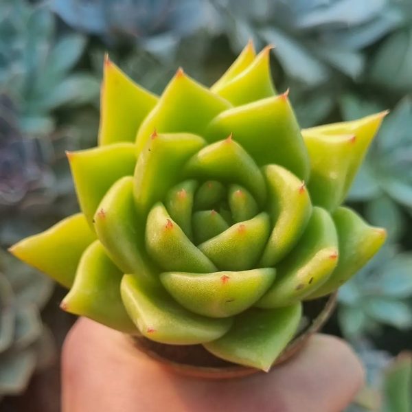 ECHEVERIA AGAVOIDES DARK GREEN