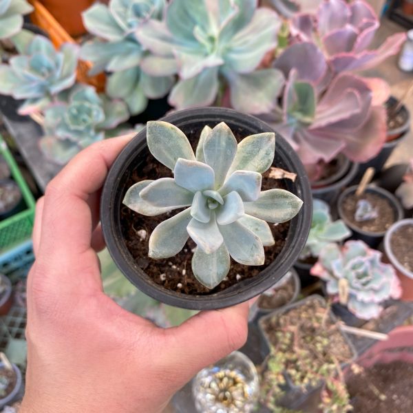 PACHYPHYTOIDES VARIEGADO