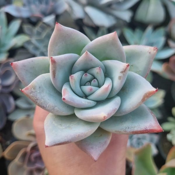 ECHEVERIA COLORATA TAPALPA