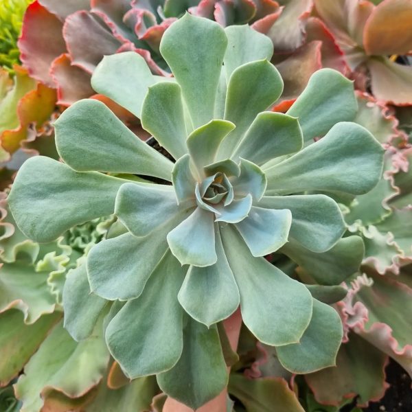 ECHEVERIA CIELO XL