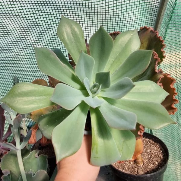 ECHEVERIA HBRIDA SP