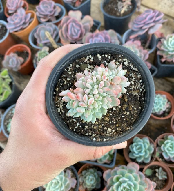 ECHEVERIA SCHEIDECKERI CRESTADA