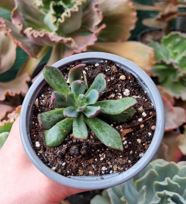 ECHEVERIA ALATA