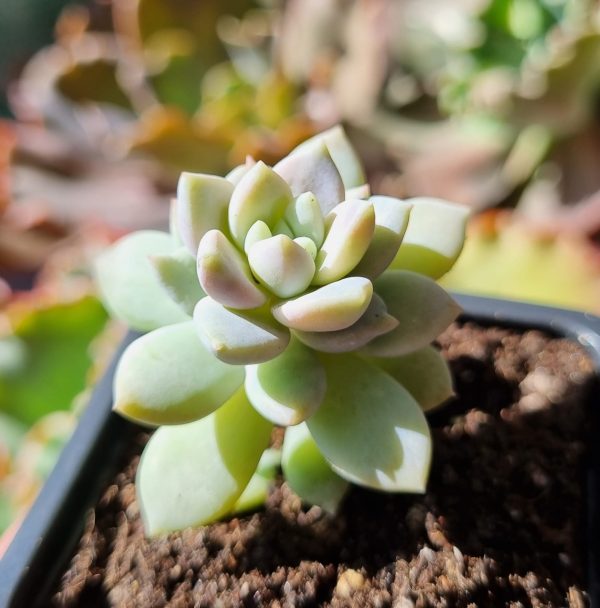 SEDEVERIA LILAC MIST - Imagen 2
