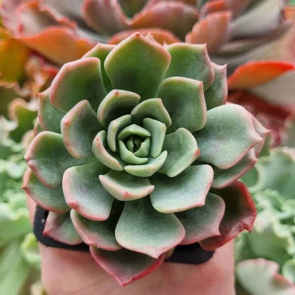 ECHEVERIA ANTIGUA