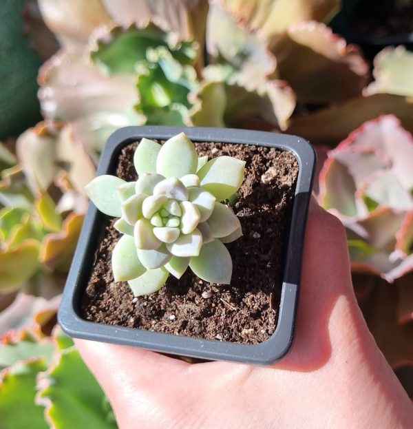 SEDEVERIA LILAC MIST