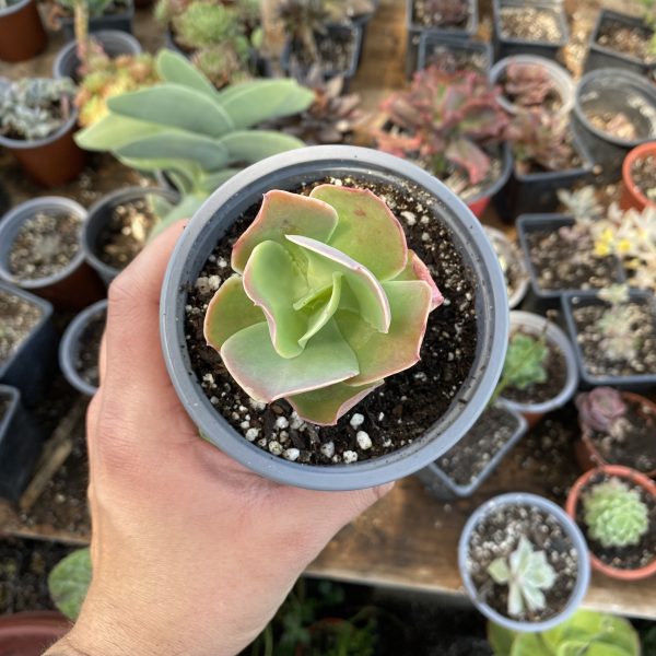 ECHEVERIA PALLIDA