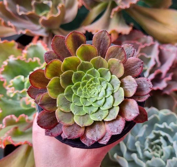 AEONIUM FIESTA