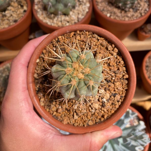COPIAPOA HASELTONIANA