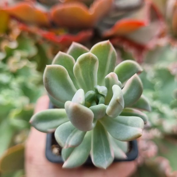 ECHEVERIA SCHEIDECKERI VARIEGADA
