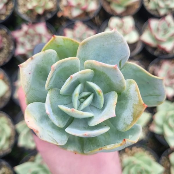 ECHEVERIA HAKUHOU