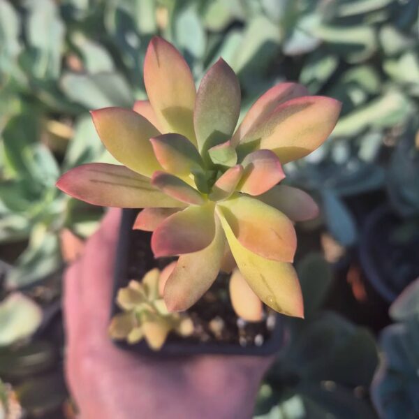 ECHEVERIA MINIBELLE VARIEGADA
