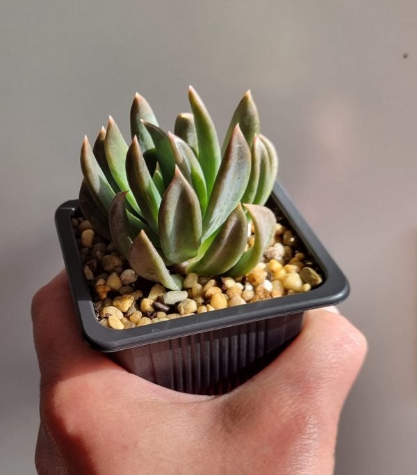 ECHEVERIA RUMBA