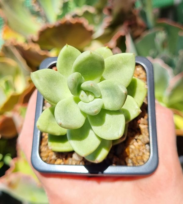 ECHEVERIA AVOCADO CREAM