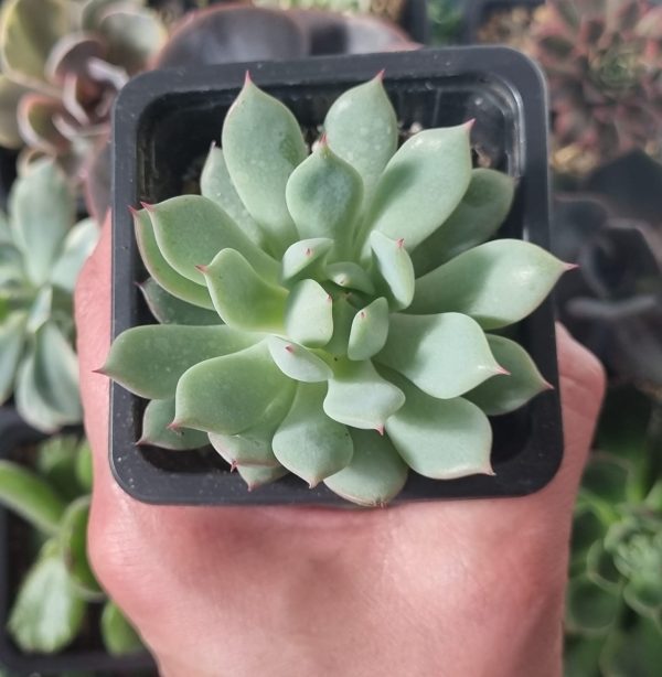 ECHEVERIA TIPPY