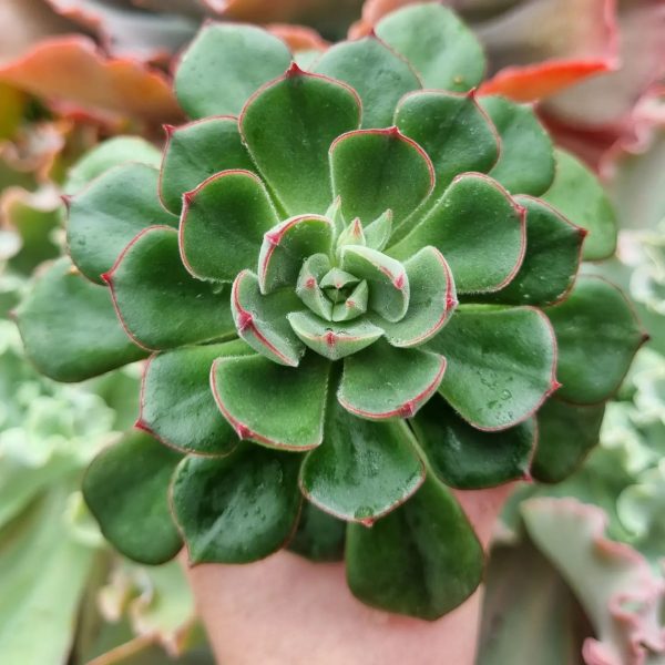 ECHEVERIA JOAN DANIELS